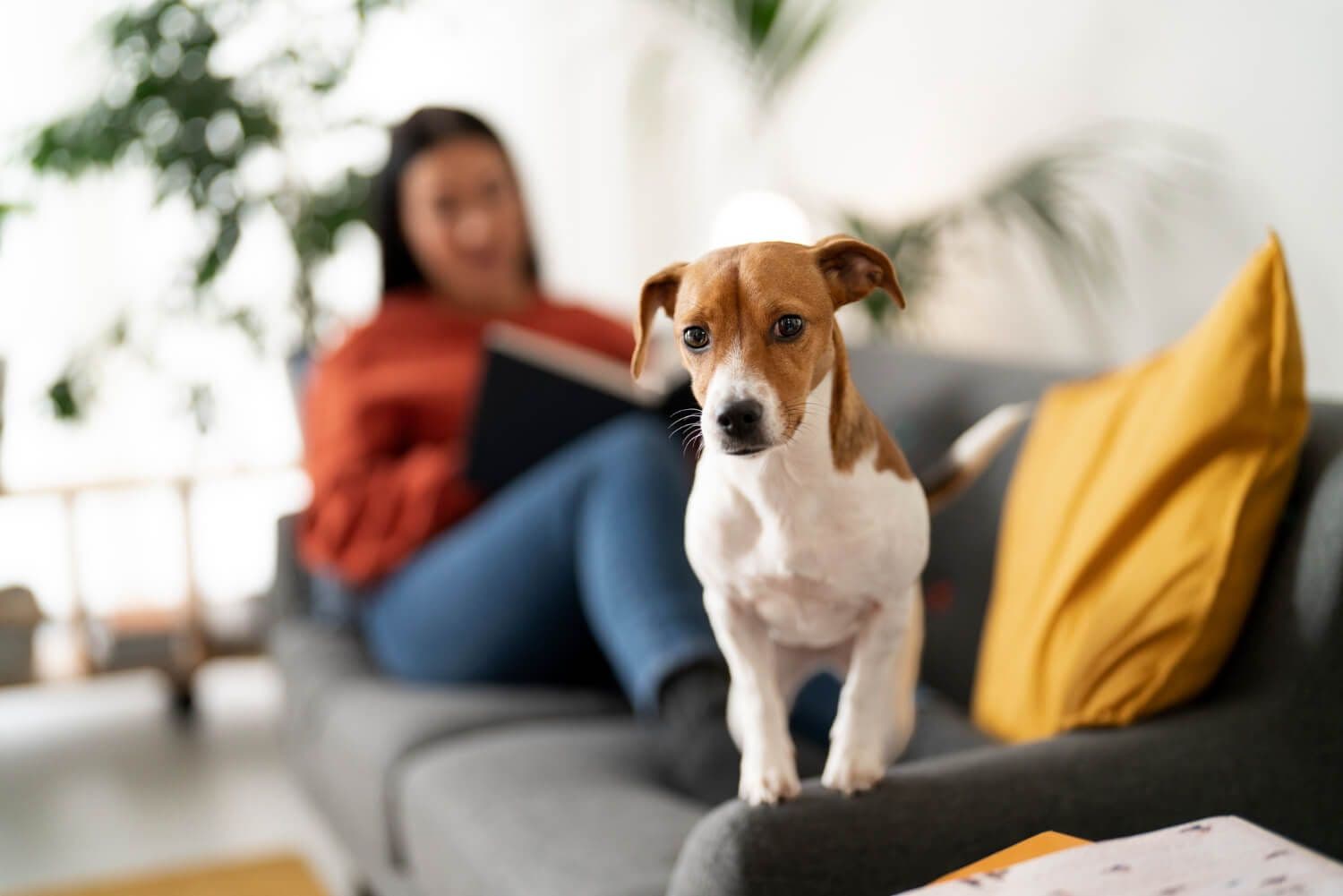 Apartamenty z psem Jurata - na co zwrócić uwagę przy rezerwacji