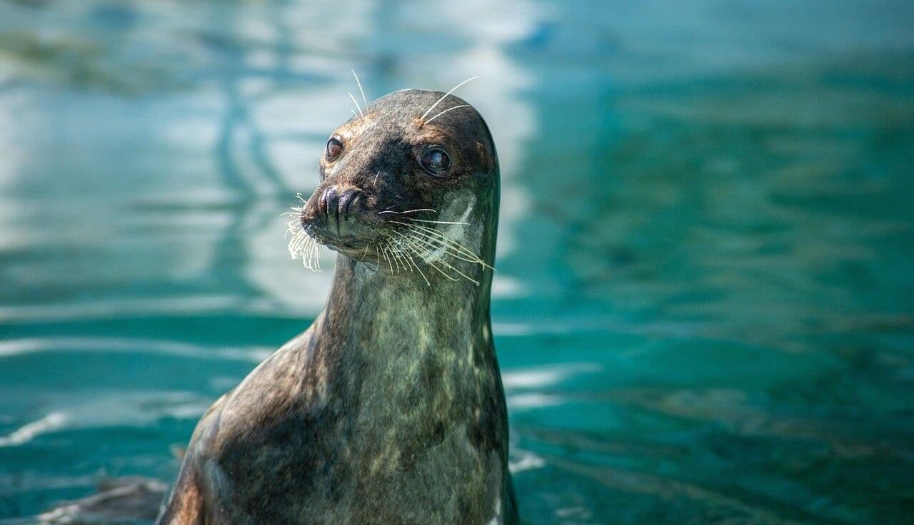 Atrakcje turystyczne na Helu - co warto zobaczyć? Podpowiadamy!