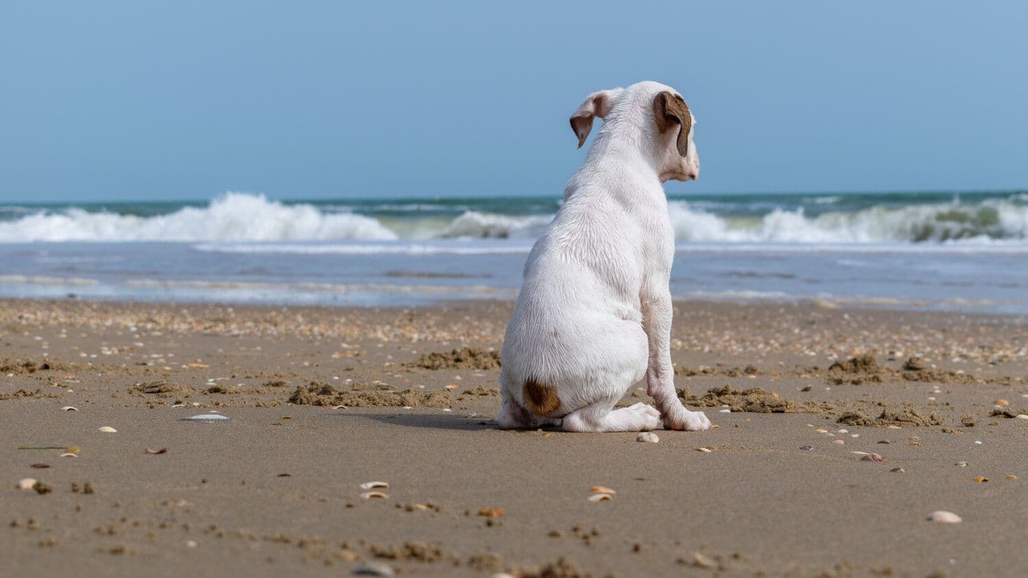 Pies na plaży w upale - jak zadbać o jego bezpieczeństwo?