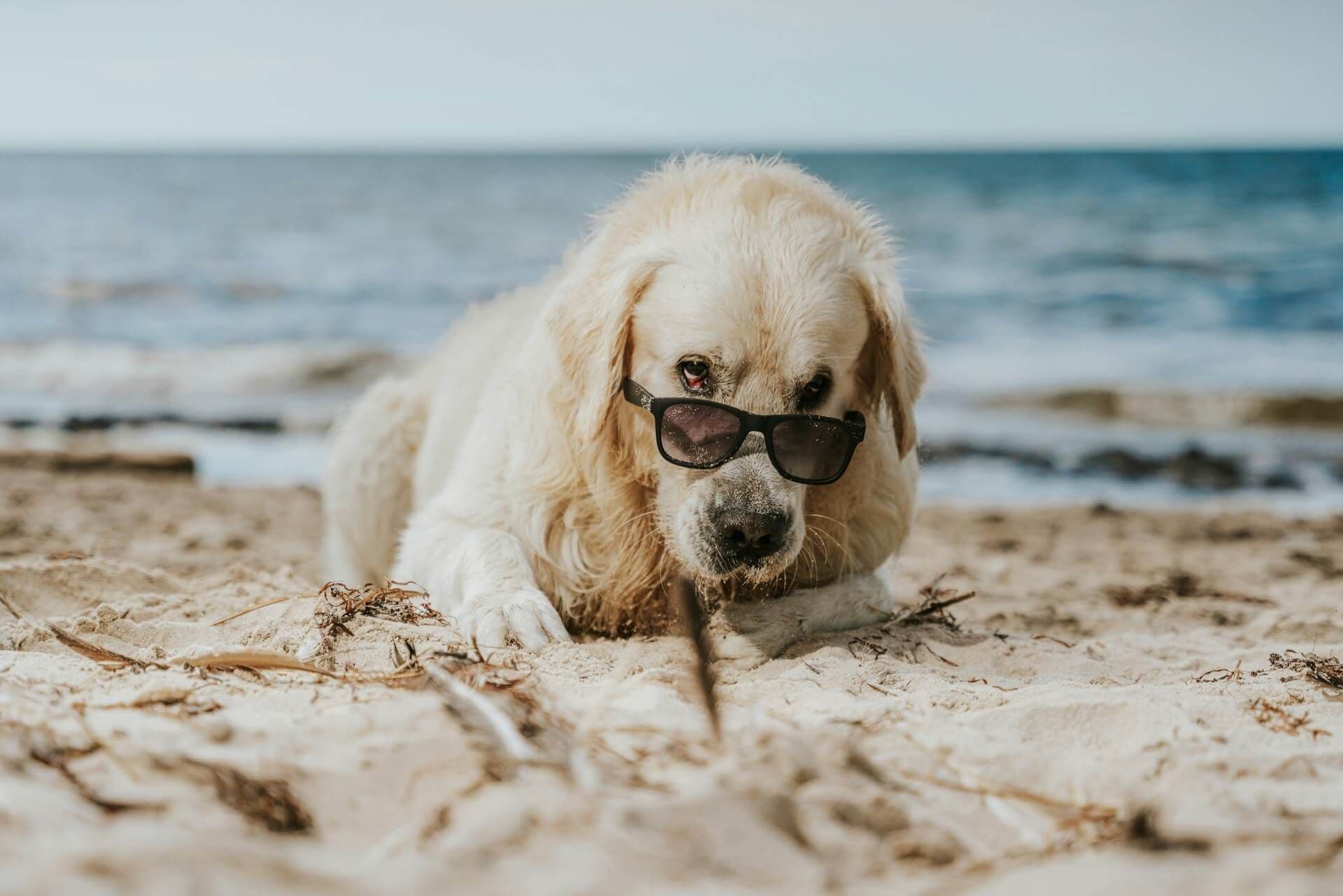 Wakacje z psem nad Bałtykiem: plaże dla psów, zasady i noclegi