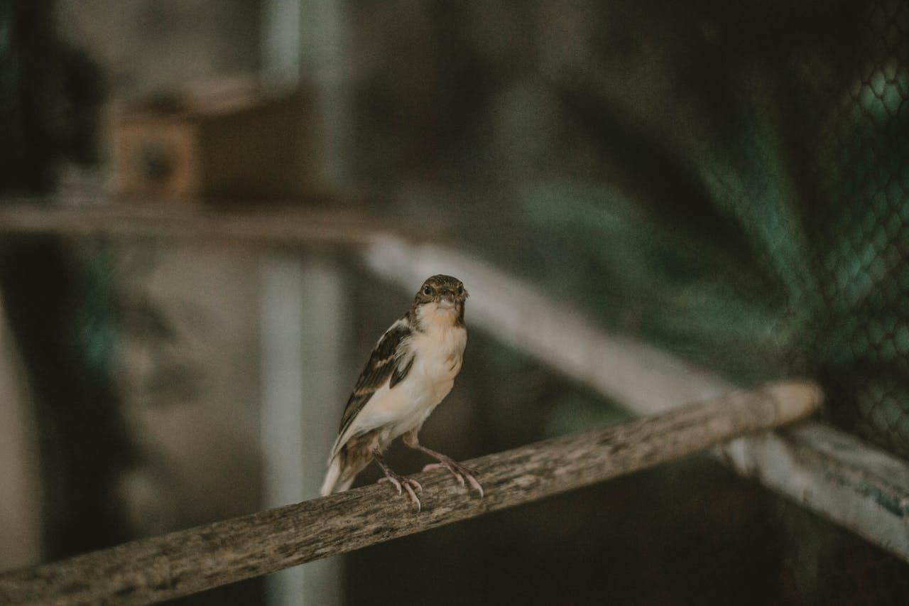 ptaszarnia-wladyslawowo-niezwykla-atrakcja-dla-calej-rodziny